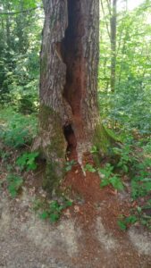 Impression im Wald