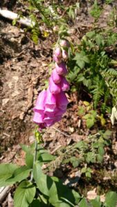 Fingerhut im Wald