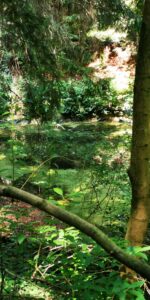 Impression im Wald