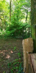 Impression im Wald