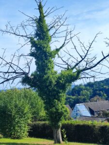 Impression eines Baumes