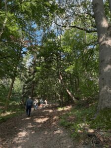 Wanderimpression im Wald