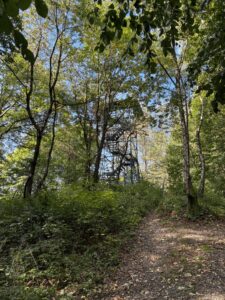Der Humpfertturm im Wald