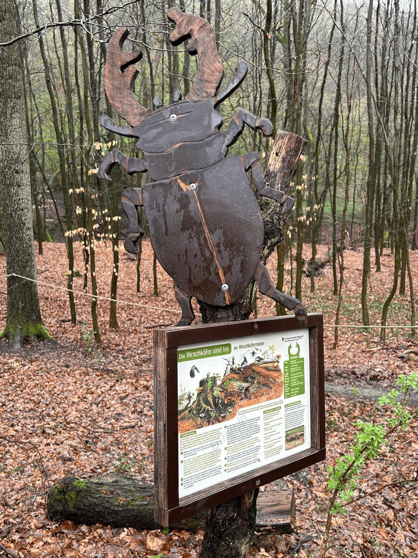 Modell eines Hirschkäfers im Wald