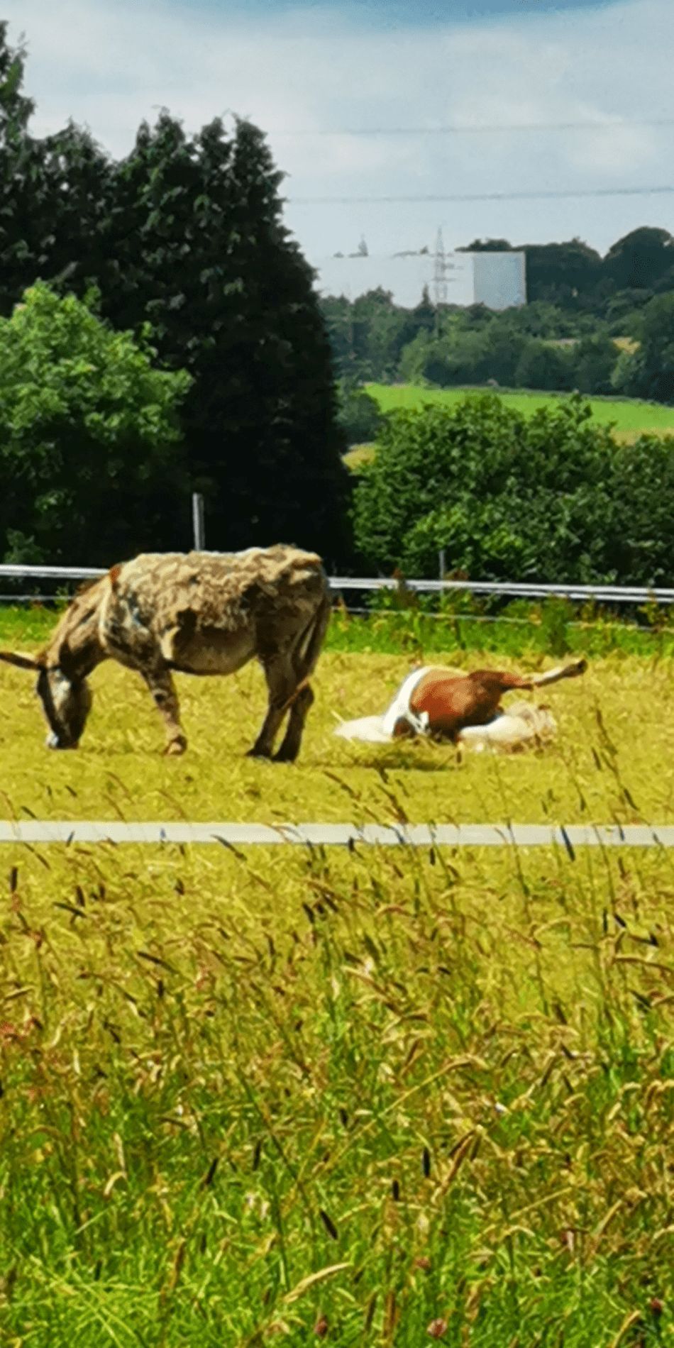 Ein Volmarsteiner Esel? 😁